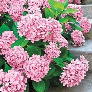 2.25 Gal. Pot Forever Pink Hydrangea, Deciduous Flowering Shrub (1-Pack) | The Home Depot
