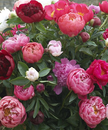 Roberta's Gardens Assorted Victorian Bounty of Blooms Peonies Three-Bulb Set | Zulily