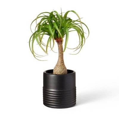 18" x 12" Faux Ponytail Palm Plant in Ribbed Ceramic Pot Black - Hilton Carter for Target | Target