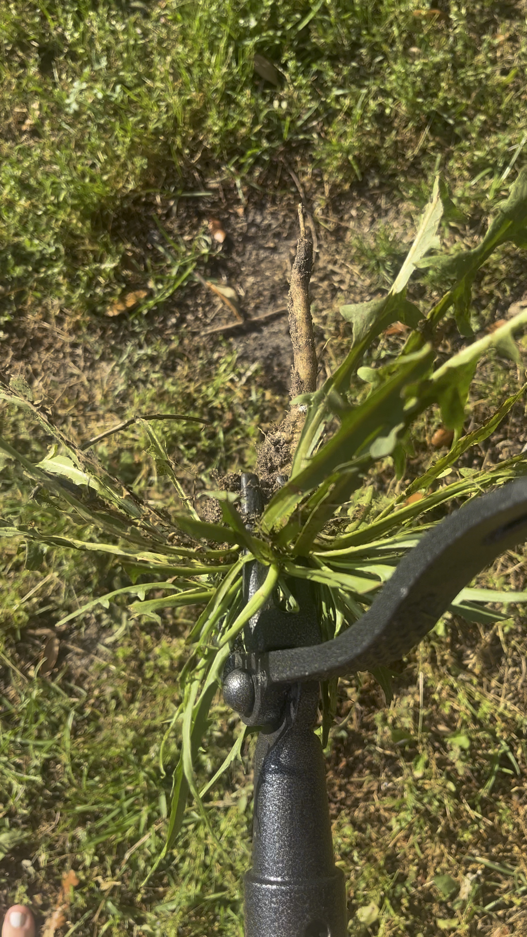 if you garden, landscape, do anything outside and need something for weeds, THIS is your tool! this is making spring cleaning so much easier!

spring cleaning. garden tools. outdoors. amazon  

#LTKSeasonal #LTKFindsUnder50