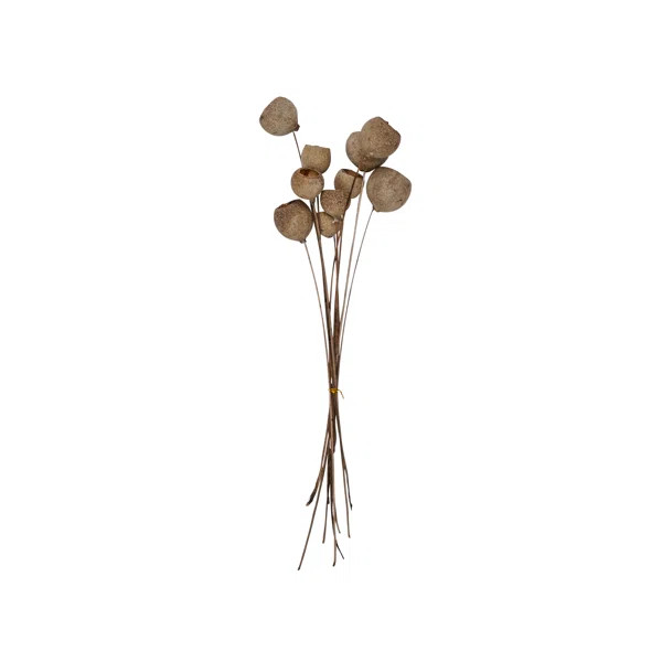 Natural Cup Pod Stems | Joss & Main