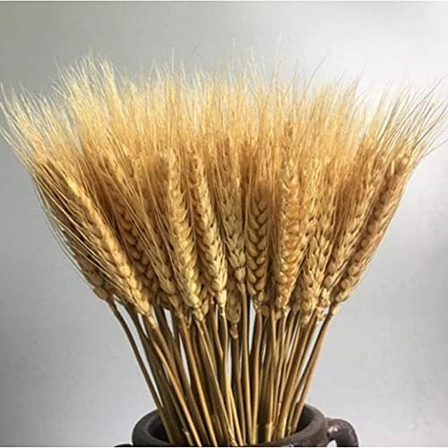 Country-living 100 Pcs Dry Wheat Grass Bouquet Natural Wheat Dried Grasses Bundle Dried Wheat Len... | Amazon (US)