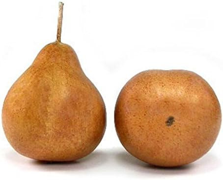 Artificial 2.25" Small Pear, Bosc/Russett, Box of 12 Fake Decorative Fruit | Amazon (US)