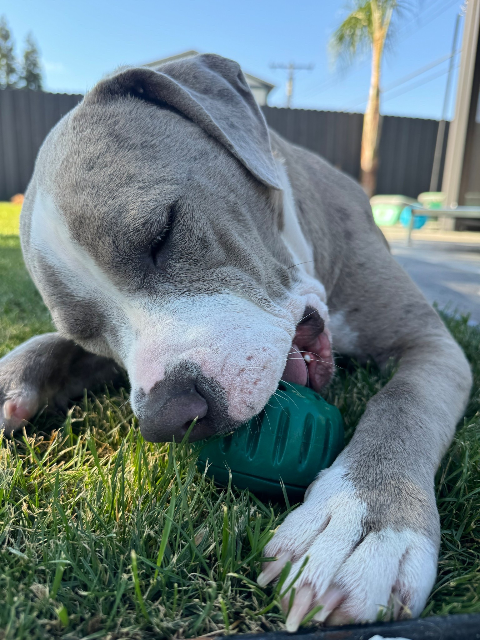 The BEST dog enrichment toy! Lumina loves her Woof Pupsicle so much & mom can get stuff done at the same time 🐾

#LTKHome #LTKFamily #LTKPets