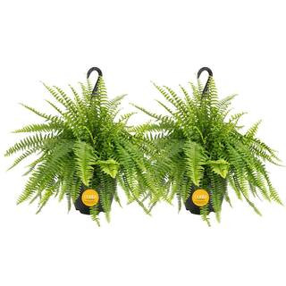 Boston Fern Indoor/Outdoor Plant in 10 in. Hanging Grower's Pot, Avg. Shipping Height 1-2 ft. Tal... | The Home Depot