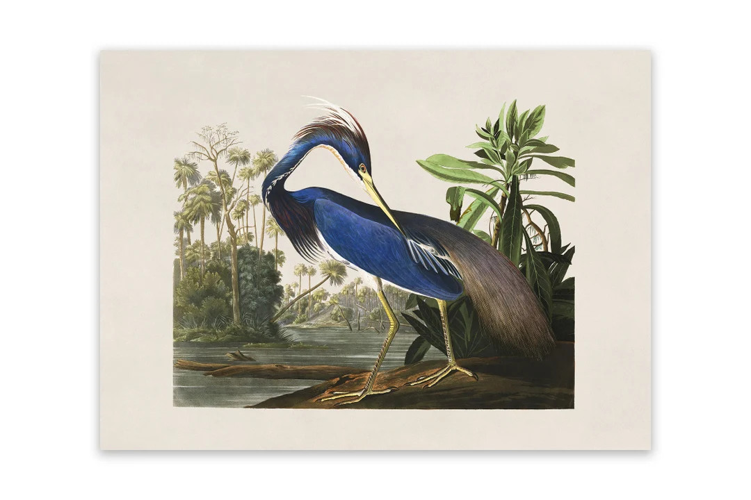 Louisiana Heron Bird Print, Vintage Style Audubon Poster, Birds of America Illustration, AOB204 -... | Etsy (US)