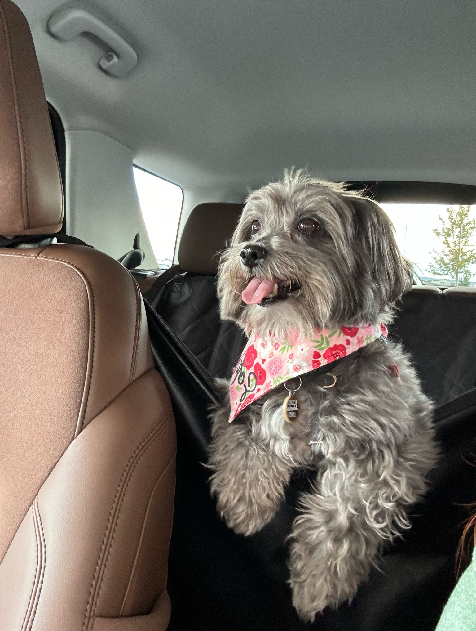 Keep your dog safe in the backseat while driving - it’s our favorite car cover. It protects the seat from Sophie’s paws while also keeping her contained in the backseat.

#LTKTravel #LTKFindsUnder50 #LTKSaleAlert