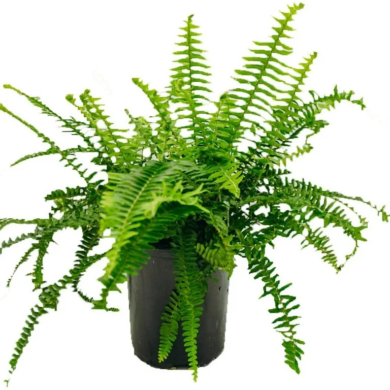 1 Gal. Fern Kimberly Queen Plant | Walmart (US)