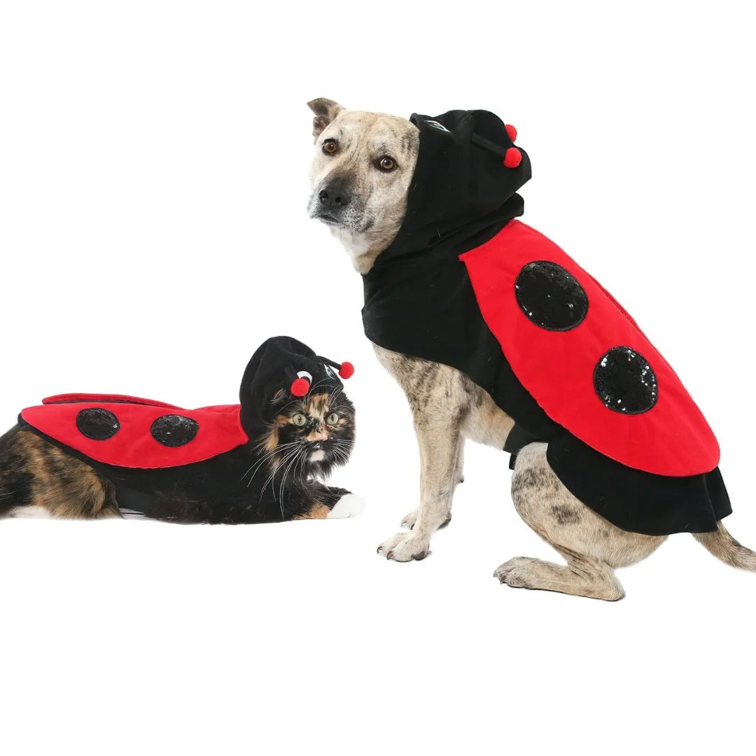 Vibrant Life Halloween Dog Costume and Cat Costume: Ladybug, Size Small | Walmart (US)