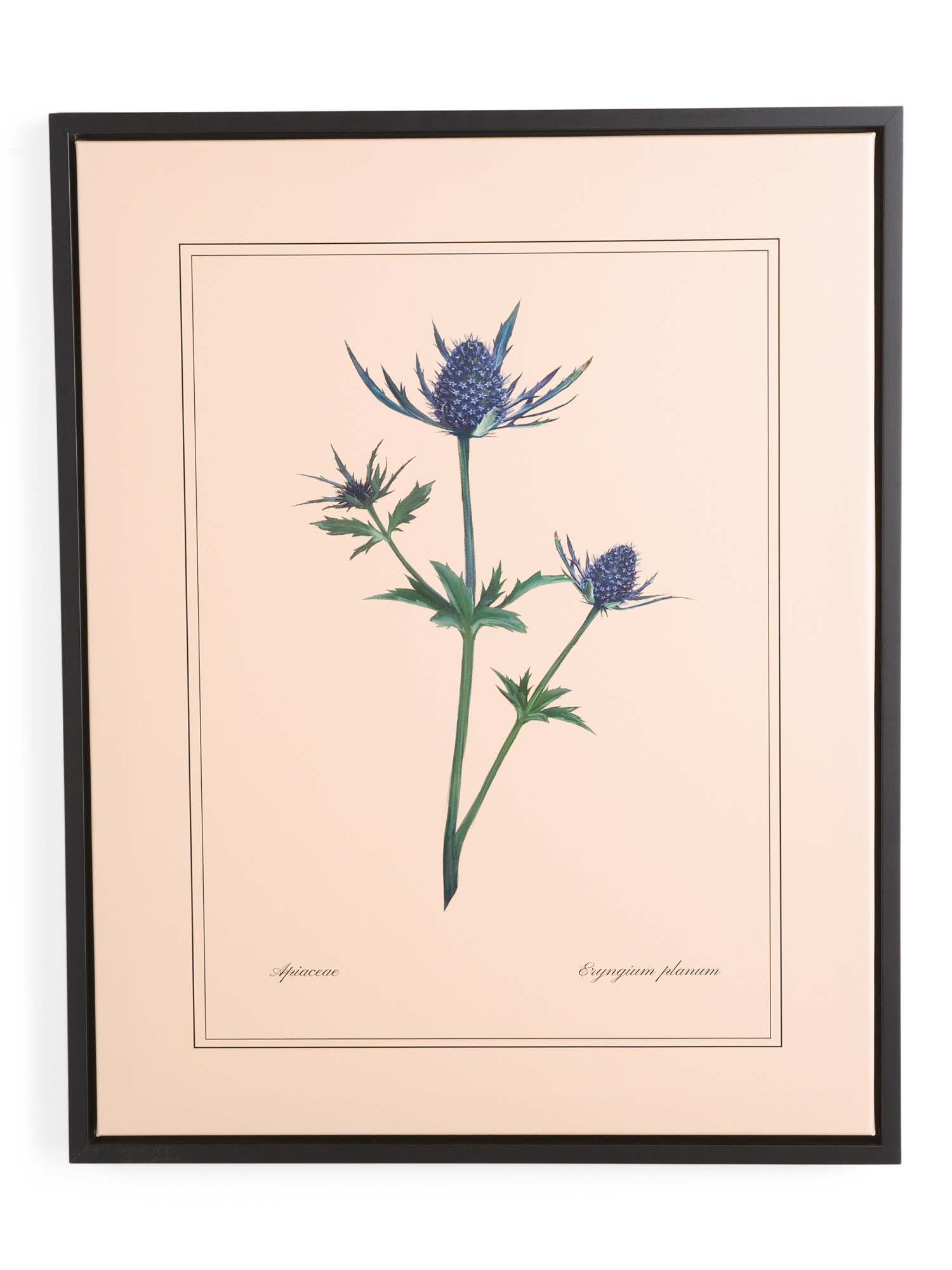 22x28 Solid Wood Frame Thistle By Raphaela Springer Wall Art | TJ Maxx