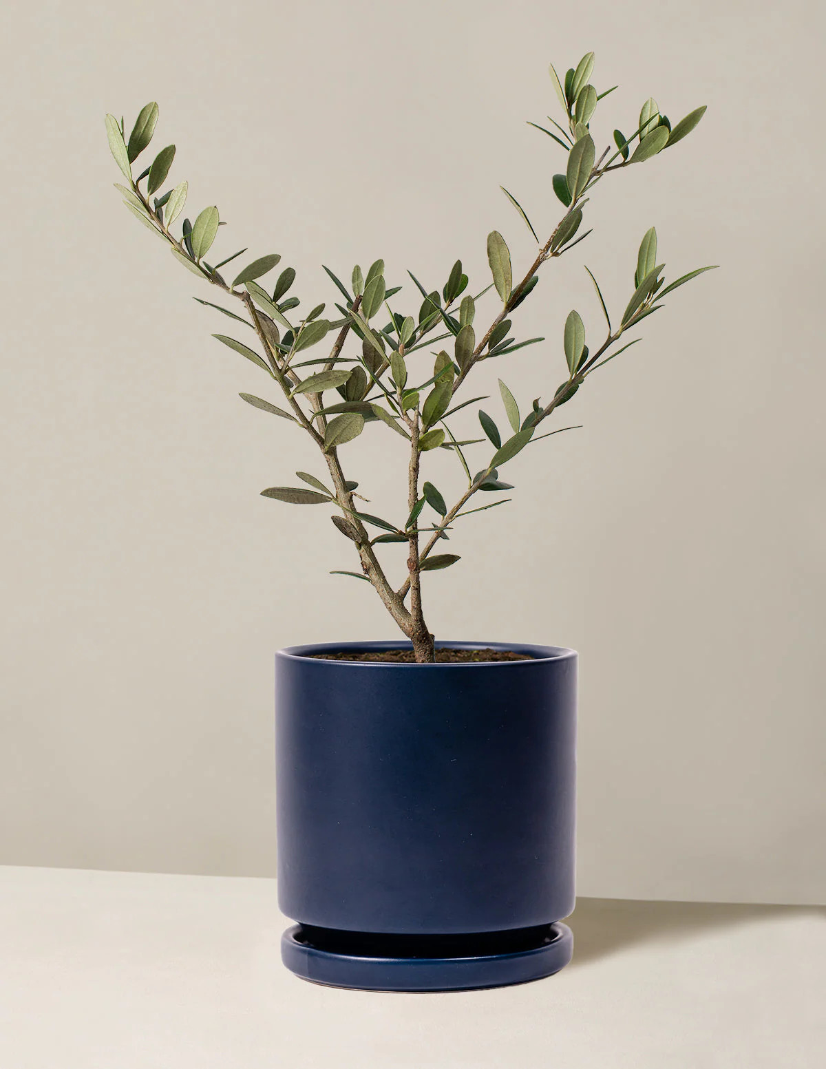 Olive tree in indigo porcelain planter from The Sill