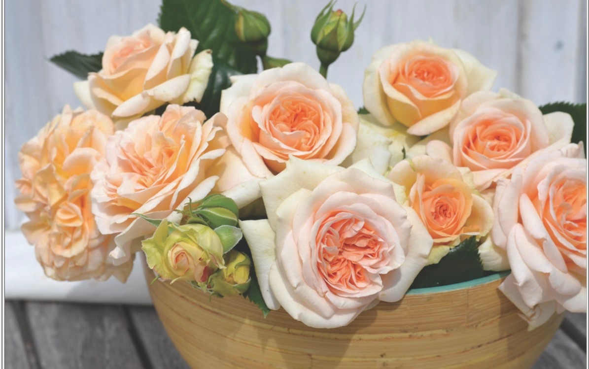 Showpiece champagne rose! 

#LTKHome #LTKspring #LTKOver40