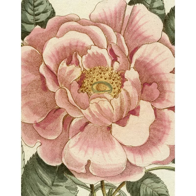 John Derian Picture Book II - (Hardcover) | Target