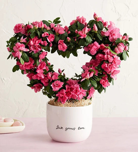 Love Grows Here Azalea Topiary | Harry & David