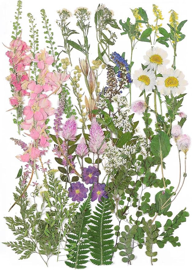 Large Dried Pressed Flowers for Art Crafts, Real Dry Natural Flower Leaf Fruit Bulk for Resin Mol... | Amazon (US)