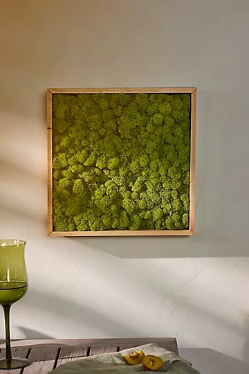 Framed Reindeer Moss | Anthropologie (US)