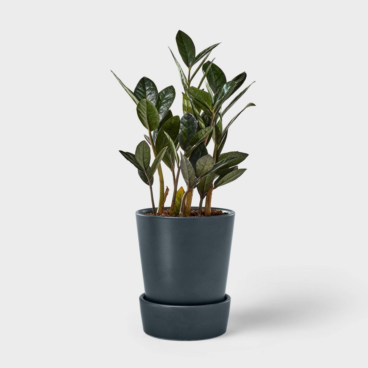 Hilton Carter for Target Live 5" Black ZZ Plant Houseplant | Target