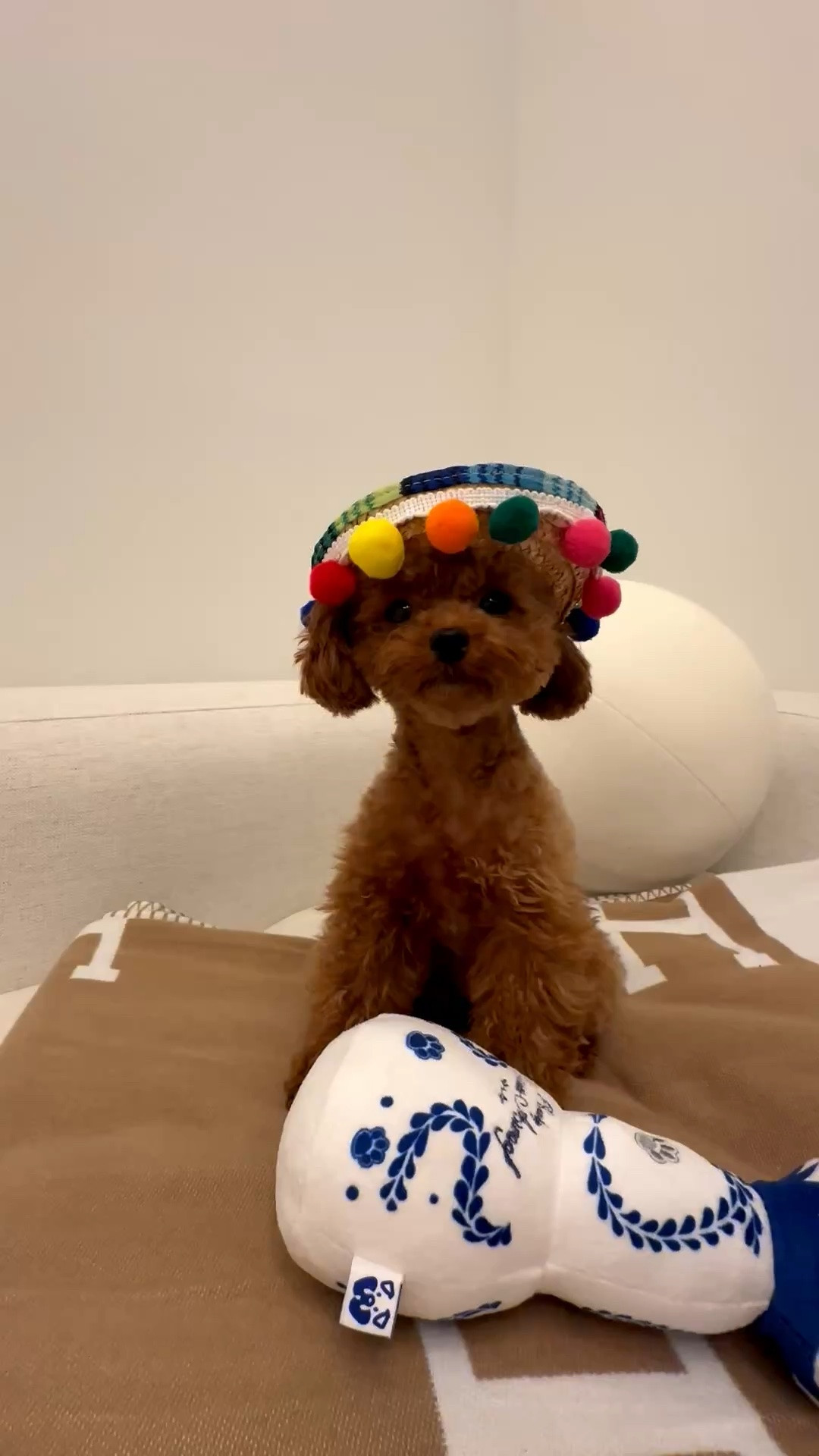 Tiny dog Cinco de Mayo 🍋‍🟩🍹🪇

#LTKdayinmylife #LTKPetite #LTKSeasonal