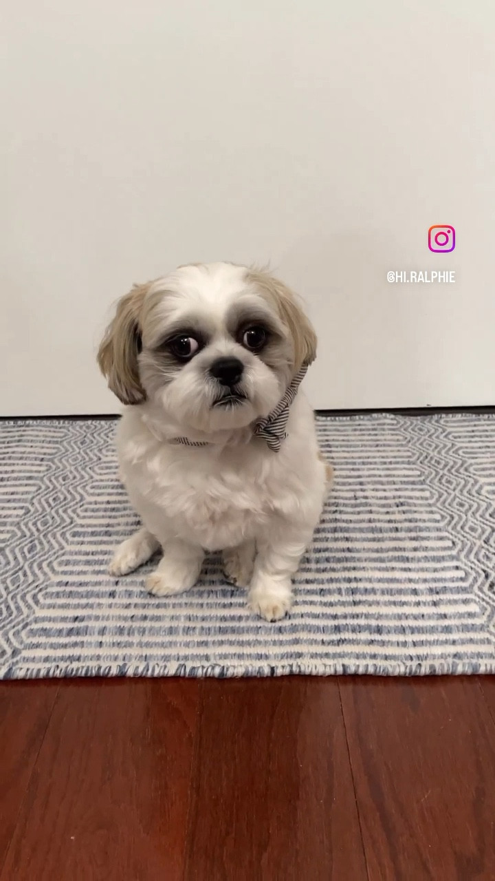 #gifted 🐾 Raise your paws if the doormat is your prime napping spot. 💙 Thank you @serenaandlily for gifting my mom this lovely doormat (link in bio). Like and follow @hi.ralphie for more videos. Ralphie is also on TikTok as 'hiralphie'. Thanks for your support!  #serenaandlily #favoritespot #furbaby #furbabies #spoileddog #bowtiesarecool

#LTKhome #LTKsalealert #LTKunder100