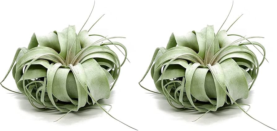 Live Air Plant - Tillandsia Xerographica, Jumbo 6-9” - 2 ct - Ideal for Gifts & Presents, Live ... | Amazon (US)