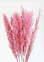 Dried Bunny Tails in Soft Pink - 12-24" Tall | Afloral (US)