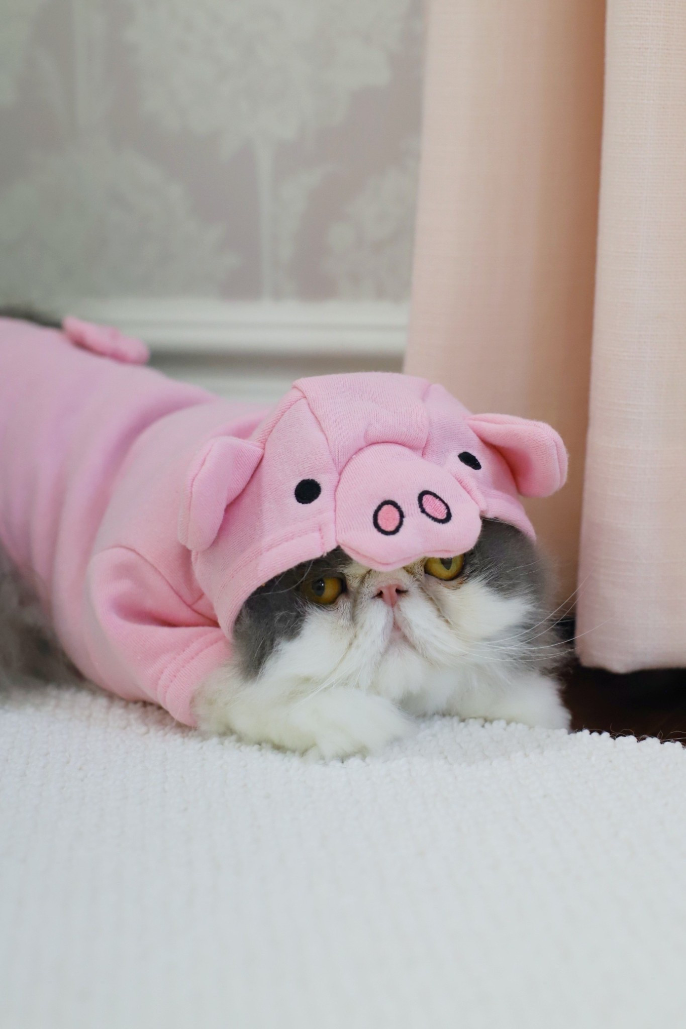 Stella and I had way too much fun picking out Halloween costumes for her brofurs! We snagged these at the @petco Bootique and every costume was only $20! These spooky-cute outfits work on both cats and dogs. #PetcoPartner #Ad #PaidLink 

Follow my LTK @fivefootfeminine on the @shop.LTK app to view this post and get my exclusive app-only content! 

#LTKHalloween #LTKParties #LTKFamily