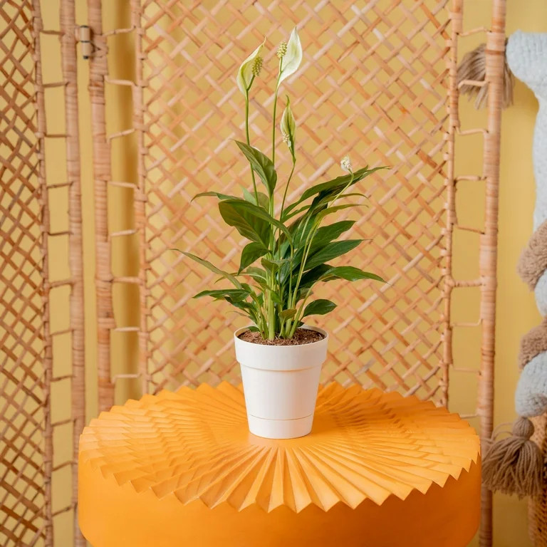 Exotic Angel by Costa Farms 4" Foliage Colorama Assorted House Plant in 4.4" Decor Pot | Walmart (US)