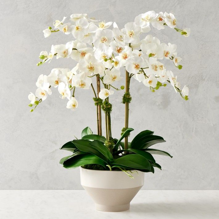 Jeff Leatham Real Touch Faux White Phalaenopsis Orchid in Tapered Bowl | Williams-Sonoma