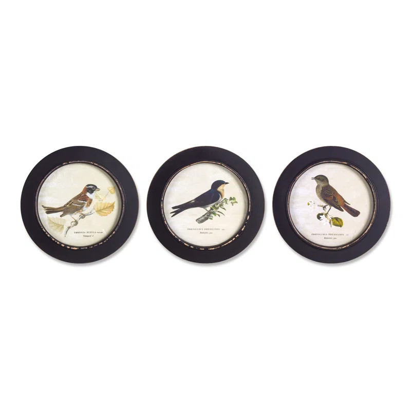 Winston Porter Framed Bird Print (Set of 3) 9.5 D MDF & Reviews | Wayfair | Wayfair North America