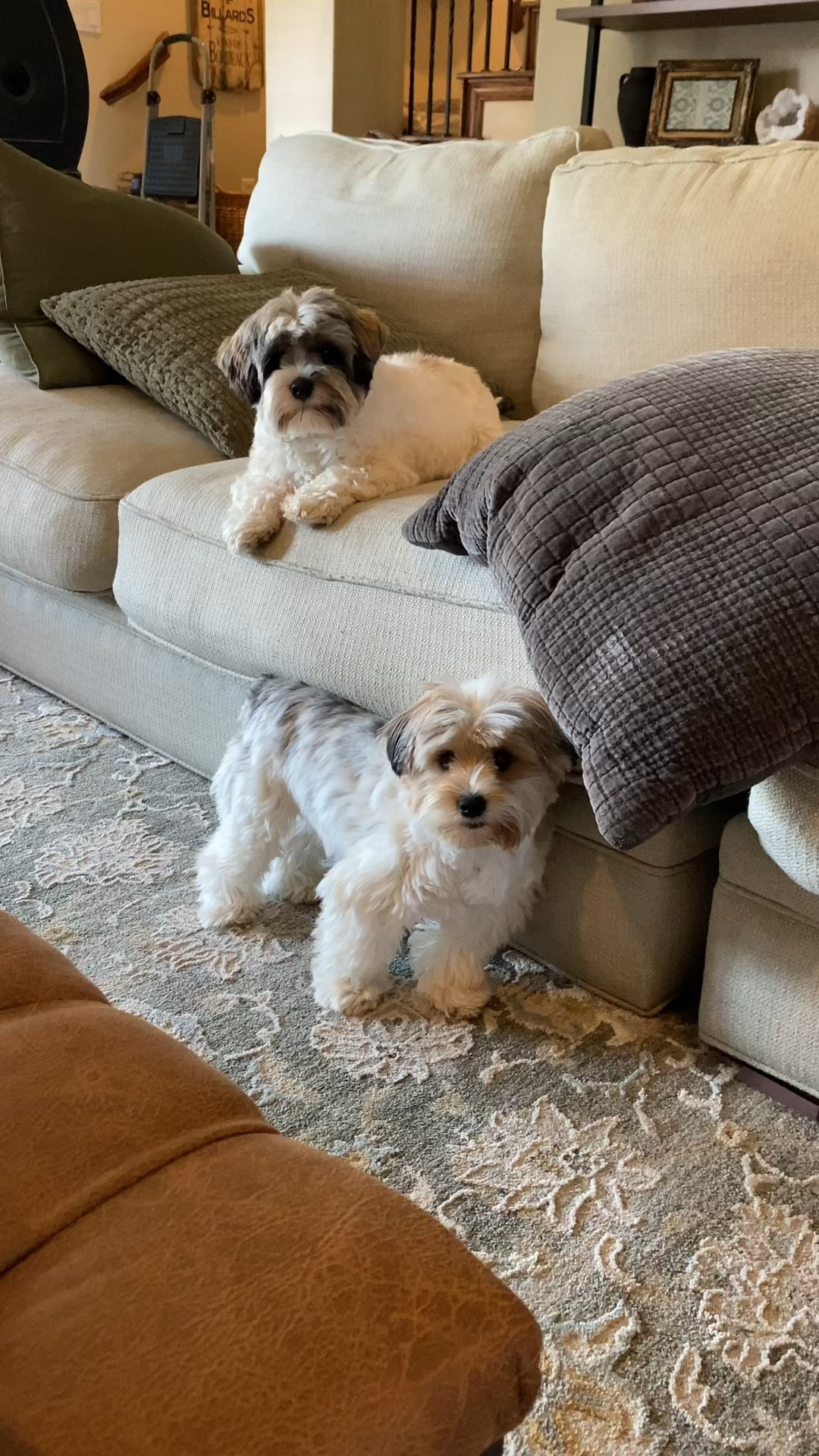 My two little besties, Briggs & Brody! 🖤 They are Parti Yorkies (with natural ears) from the same litter but have different coloring. Briggs is 15lbs and a traditional, Parti Yorkies with black, brown and white coloring. While Brody is 16lbs and a Sable Parti Yorkie with creamy white, sable brown and black coloring. 

#LTKHome #LTKPets #LTKWatchNow