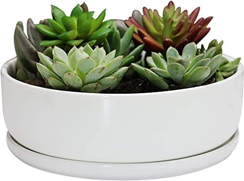 Amazon.com : SQOWL 8 inch White Round Ceramic Succulent Planter Pot Modern Flower Cactus herb Big... | Amazon (US)