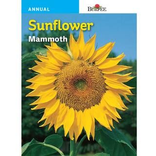 Burpee Sunflower Mammoth Seed-57745 - The Home Depot | The Home Depot