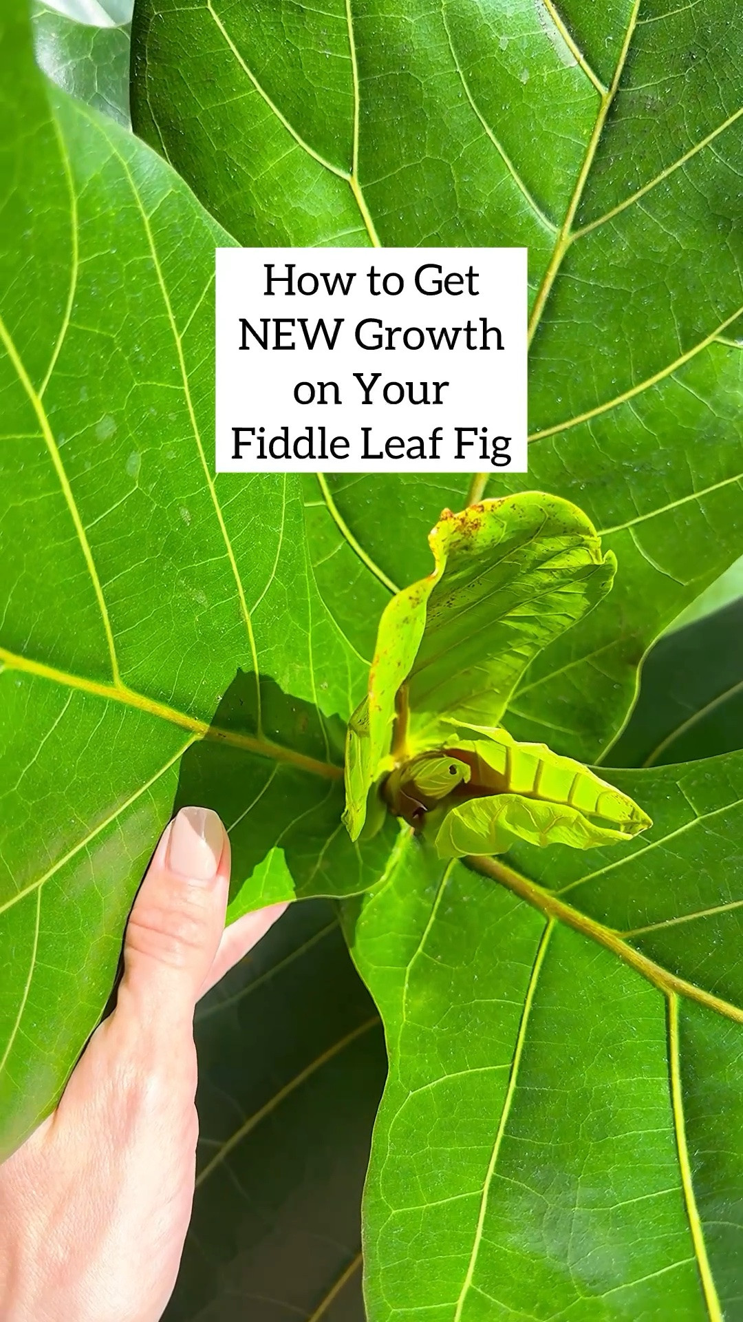 Comment “PRUNE” for the links ✂️🌱
Get 10% off through the Modern Sprout Amazon link with code JQBRNR10 at checkout.

Pruning is one of the best ways to encourage fuller growth on your fiddle leaf fig. By cutting just above a node, you’re signaling the plant to branch out — which means more leaves and a bushier shape over time 🙌

I used the Modern Sprout Hand Pruners to prune my fiddle. They’re made with a sharp carbon steel blade, are rust resistant, and the safety lock gives me peace of mind that they’re securely closed when not in use. Plus, they have a comfortable grip, which makes pruning so much easier 🌿

Bonus? You can propagate your cutting and grow yourself a brand new baby fiddle 🌱

#fiddleleaffig #plantcare #indoorplants #planttips #plantlover

fiddle leaf fig care | how to prune fiddle leaf fig | plant propagation tips | indoor plant pruning | encourage plant growth

#LTKHome #LTKOver40 #LTKBeauty