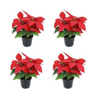 Altman Plants 1.3-Pint Fresh Christmas Potted Poinsettia (4-Pack) | Lowe's