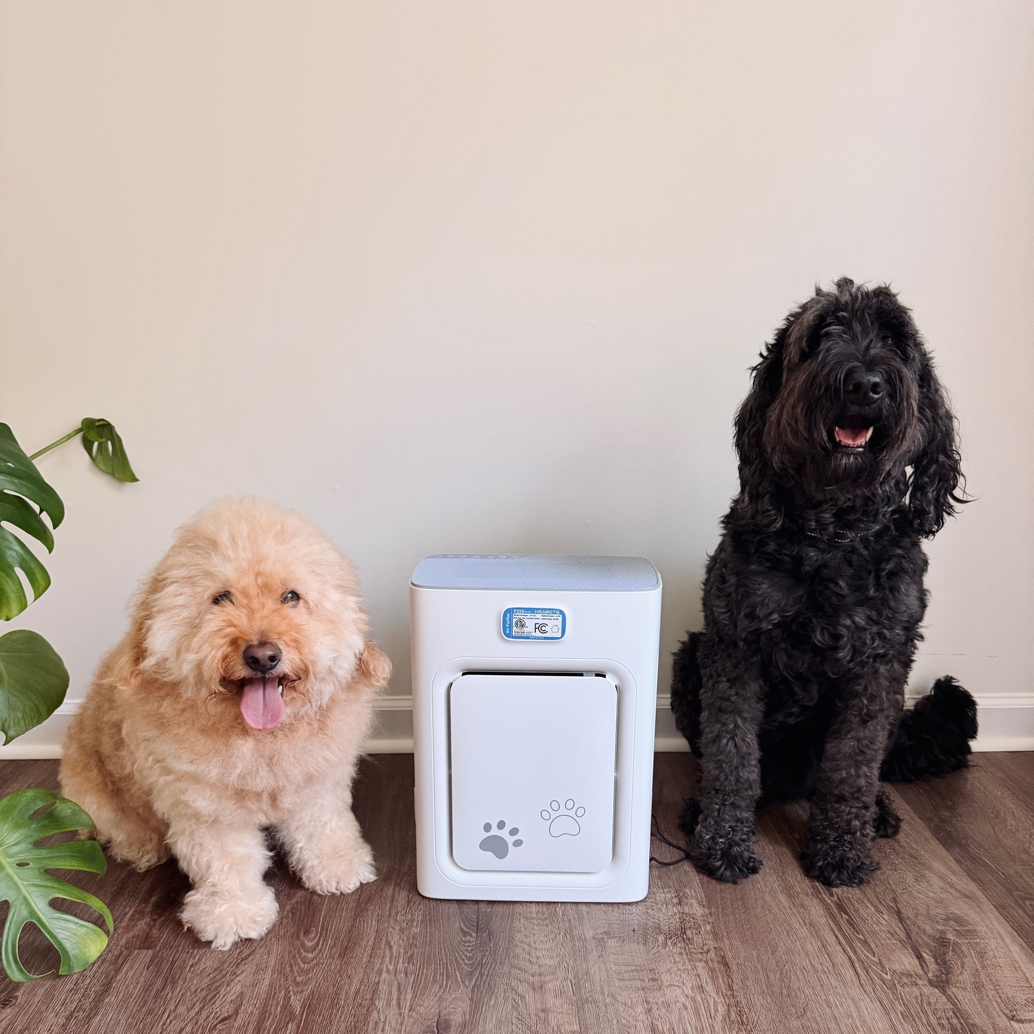 Amazon Pet Find. Air purifier for home with pets. HEPA filtration.

#LTKOver40 #LTKHome #LTKdayinmylife