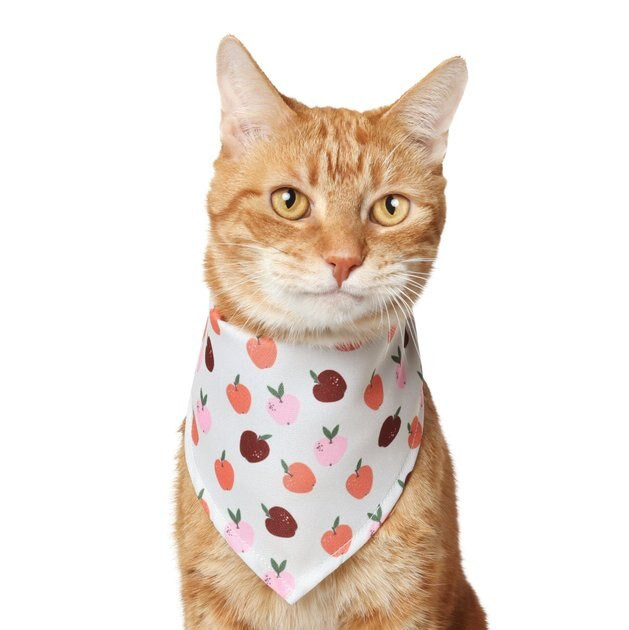 Frisco Apple Dog & Cat Bandana | Chewy.com