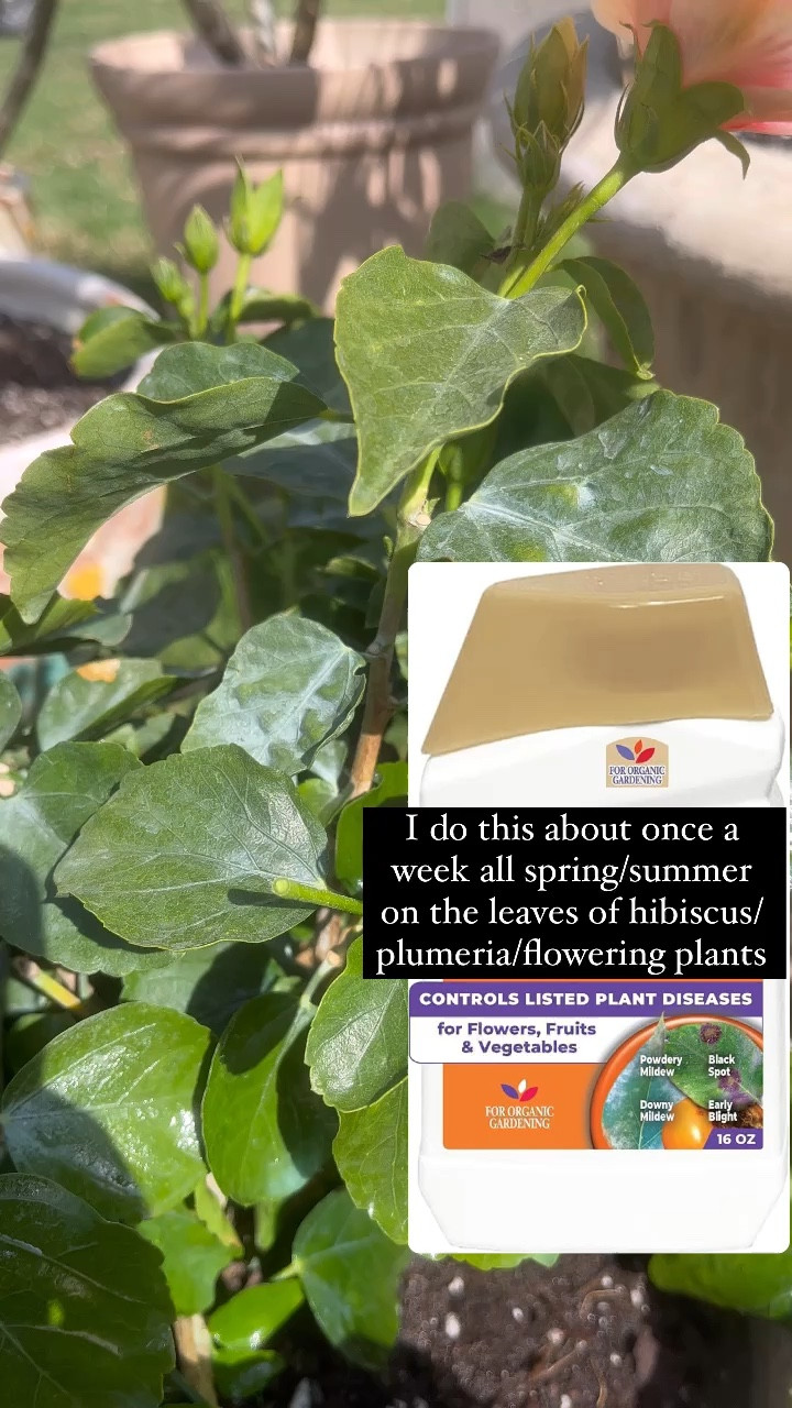 Copper fungicide for garden and flowers

#LTKSpringSale #LTKSeasonal