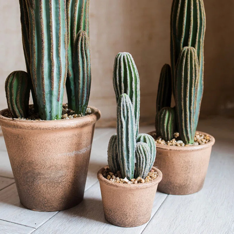 Cactus Plant in Pot | Wayfair Professional