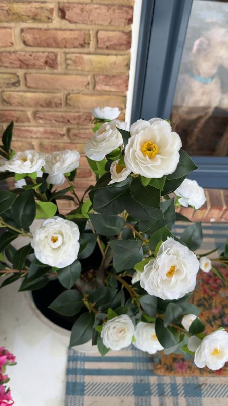 The viral so camellias are currently out of stock, but I linked so many other options and retailers that have them in stock right now!

#LTKsalealert #LTKfindsunder100 #LTKSeasonal
