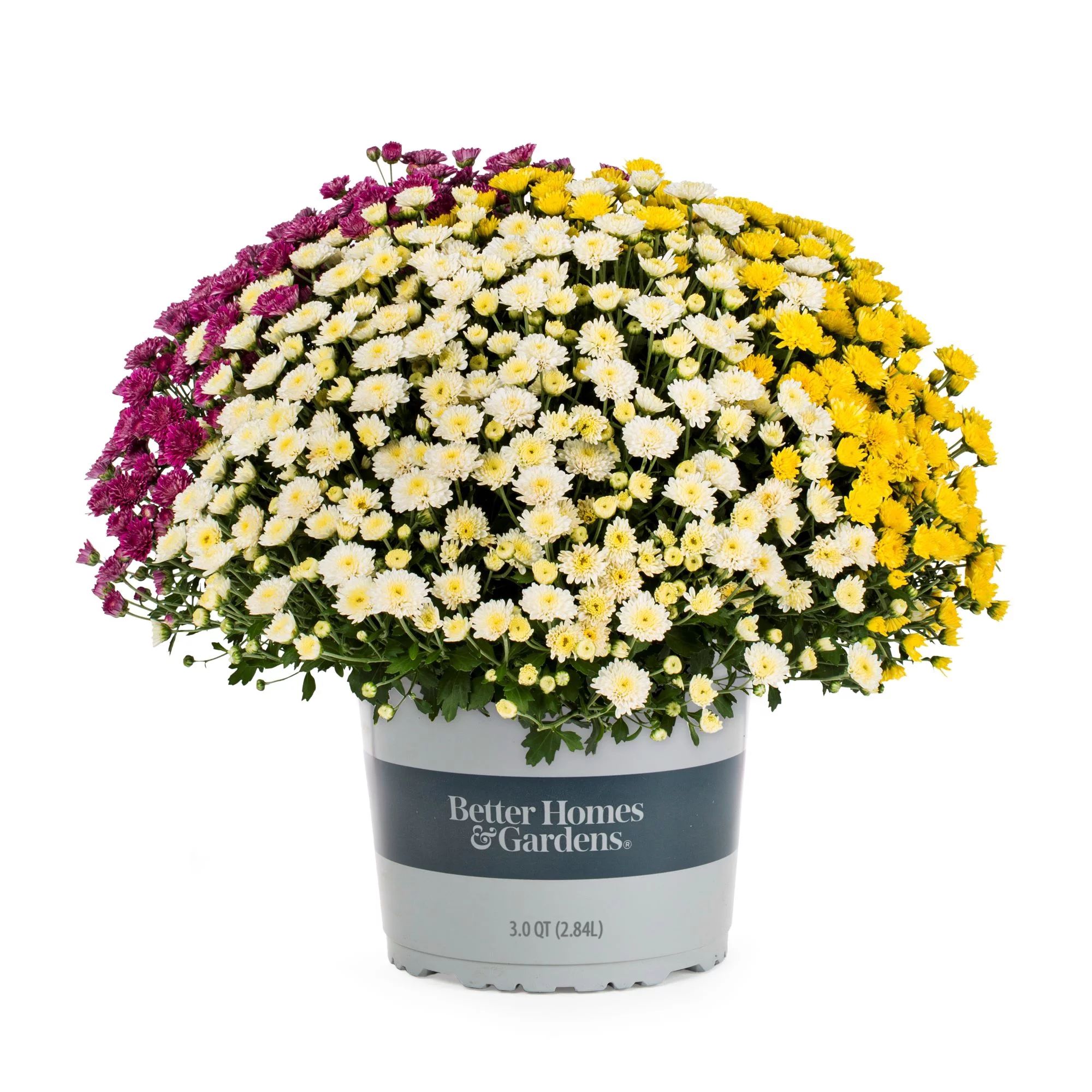 3QT TRICOLOR GARDEN MUM | Walmart (US)