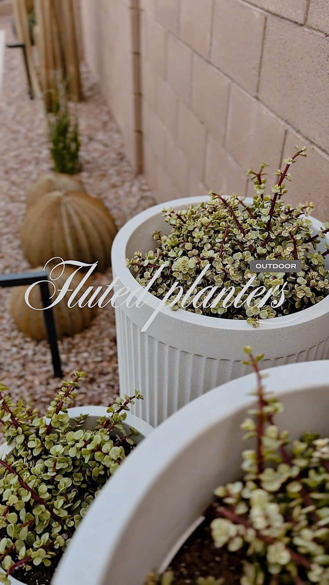 🌿☀️🌵🌼

#LTKHome #LTKFindsUnder100 #LTKSaleAlert