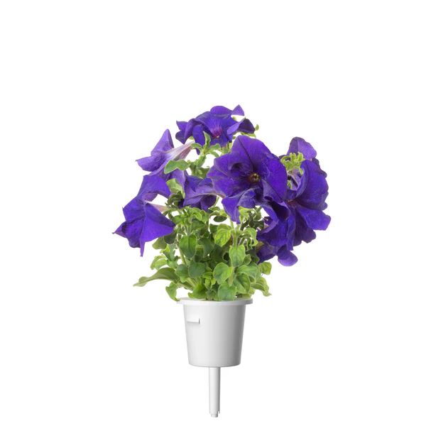 Blue Petunia Plant Pods | Click & Grow