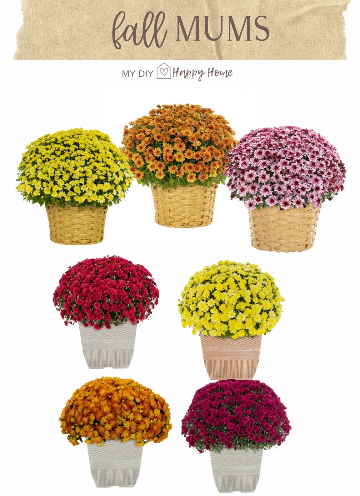 Fall mums available for PREORDER from @walmart

#LTKFindsUnder50 #LTKHome #LTKSeasonal