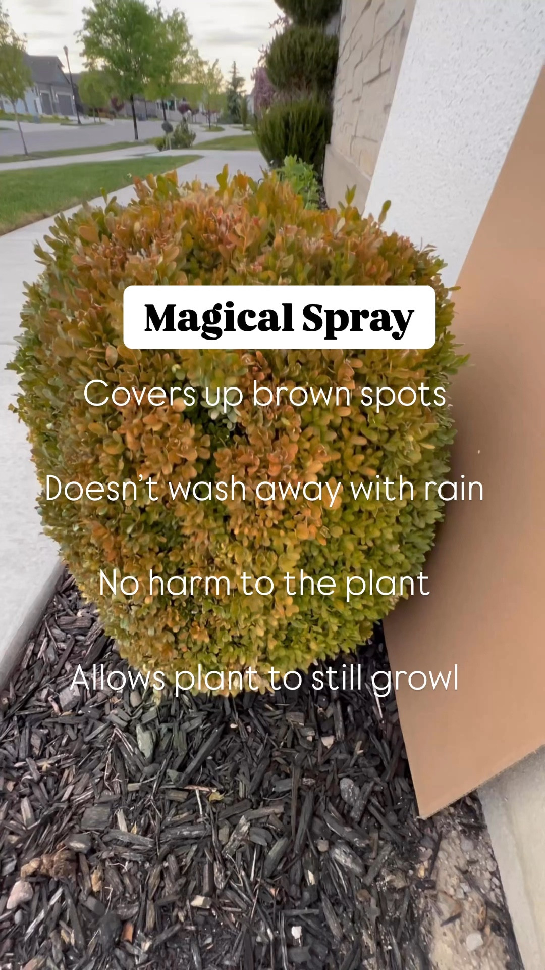 This spray instantly transforms yellowing bushes, plants, or grass into a lush, vibrant green—without harming them or slowing their growth. I used it on my boxwoods, which had dead leaves, and didn’t want to ruin their shape by trimming them down. This was the perfect solution and made them look full and healthy again!

#LTKWatchNow #LTKHome #LTKFindsUnder50
