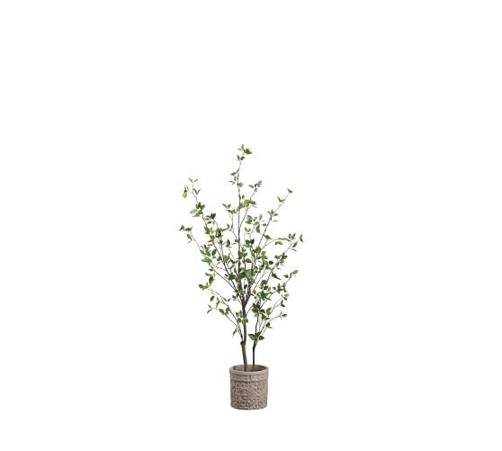 Faux Cornus Trees In Terracotta Planter | Pottery Barn (US)