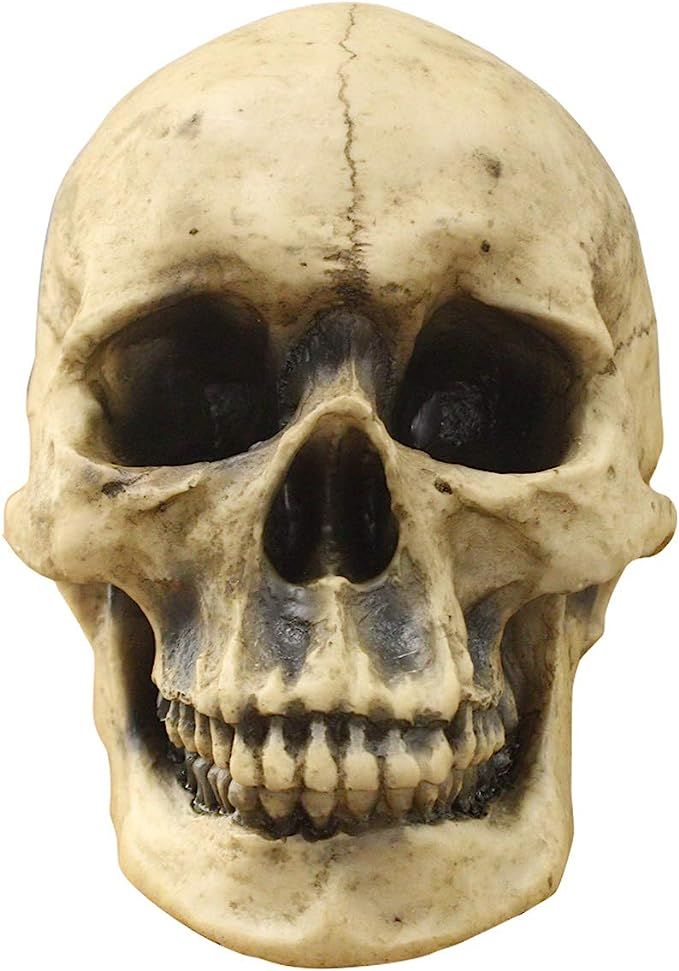 Wallcharmers Wall Charmers Life Size Human Skull - 8.5" Realistic Faux Human Anatomy - Table Top ... | Amazon (US)