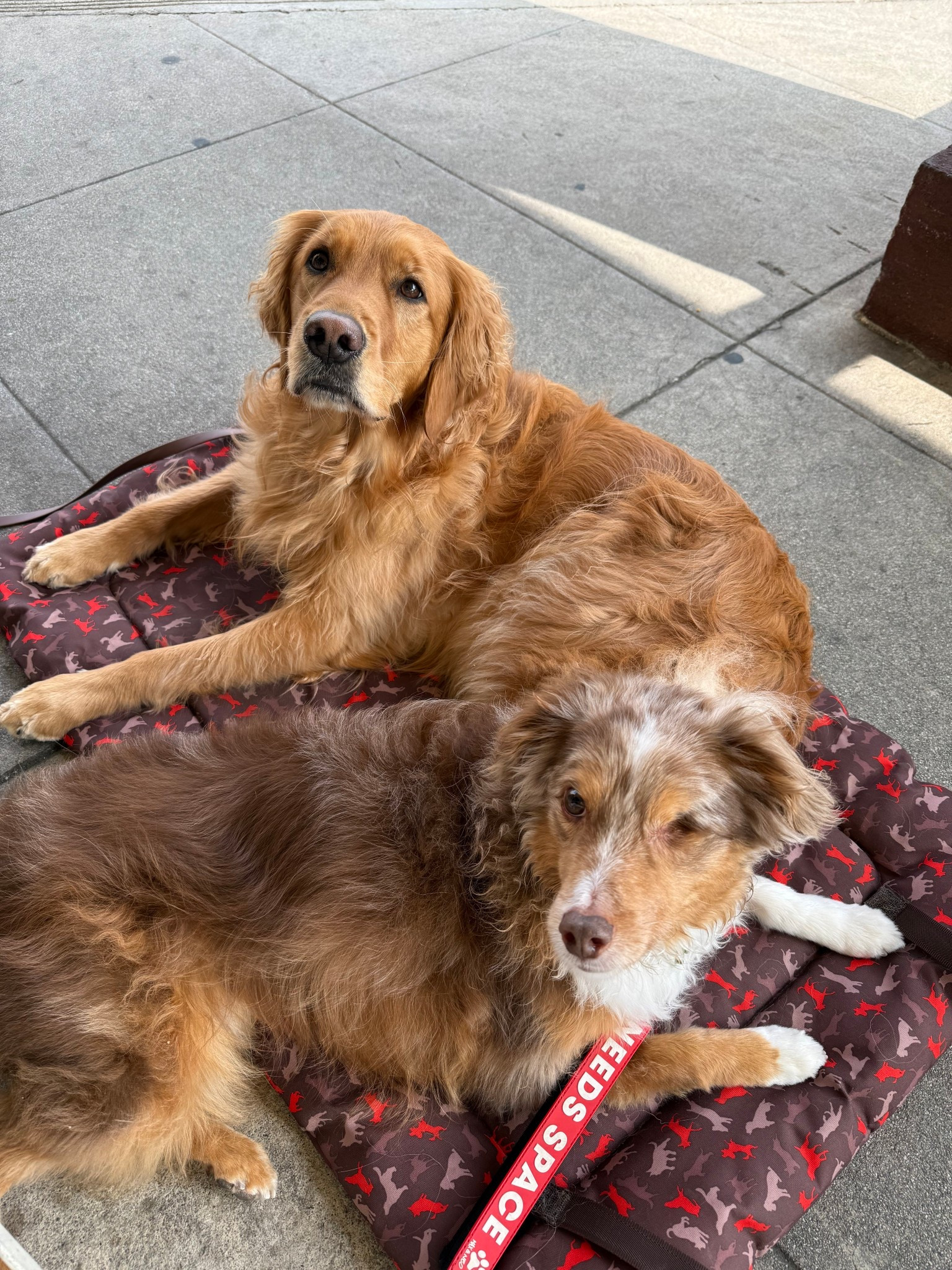 Coffee shop essentials: 
- travel mat
- leash that can easily tie around a chair
- “needs” space sign for my reactive pup! 