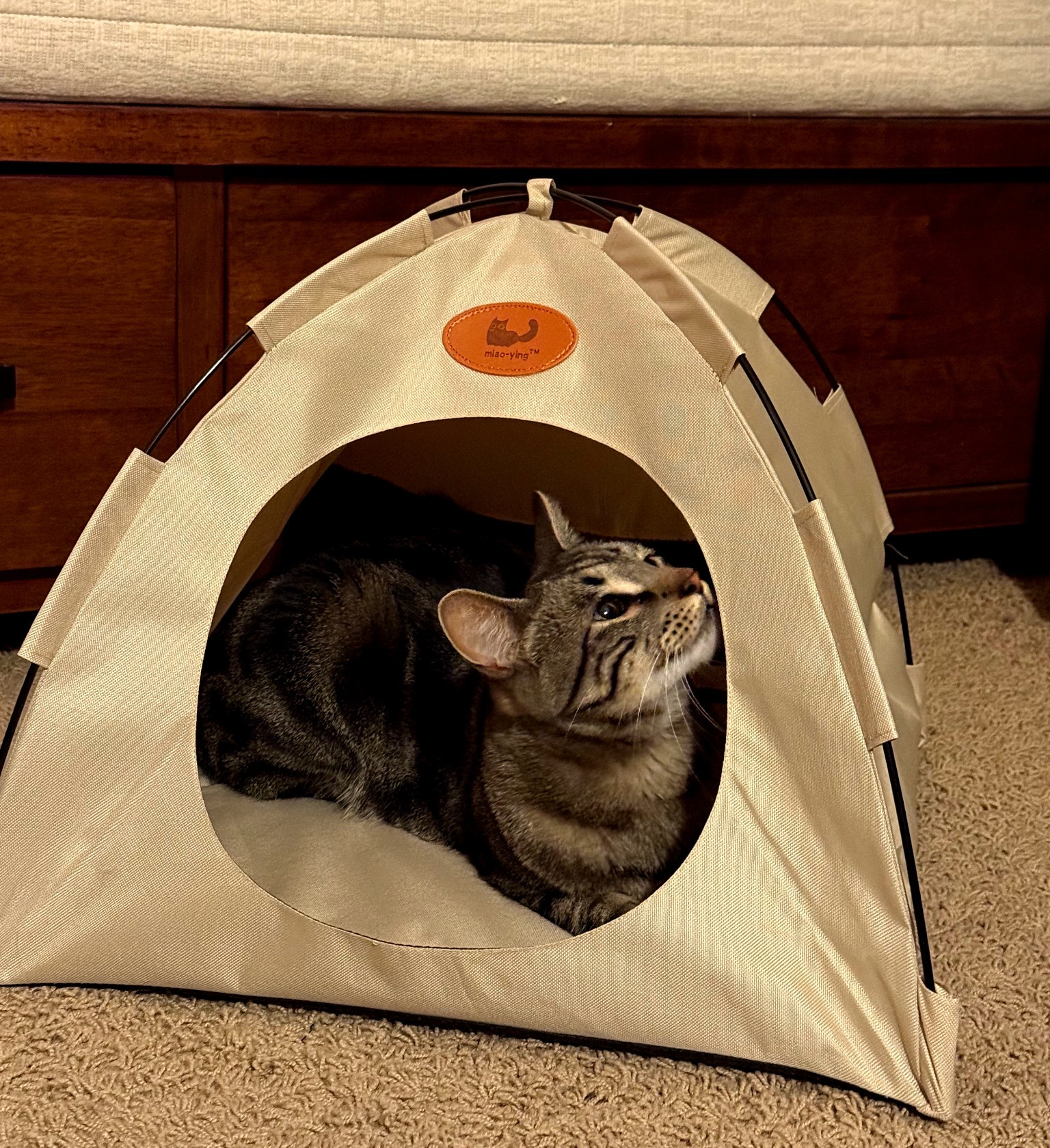 You know your cat needs a tent, right?  #cats #pets

#LTKFamily #LTKPets #LTKSeasonal