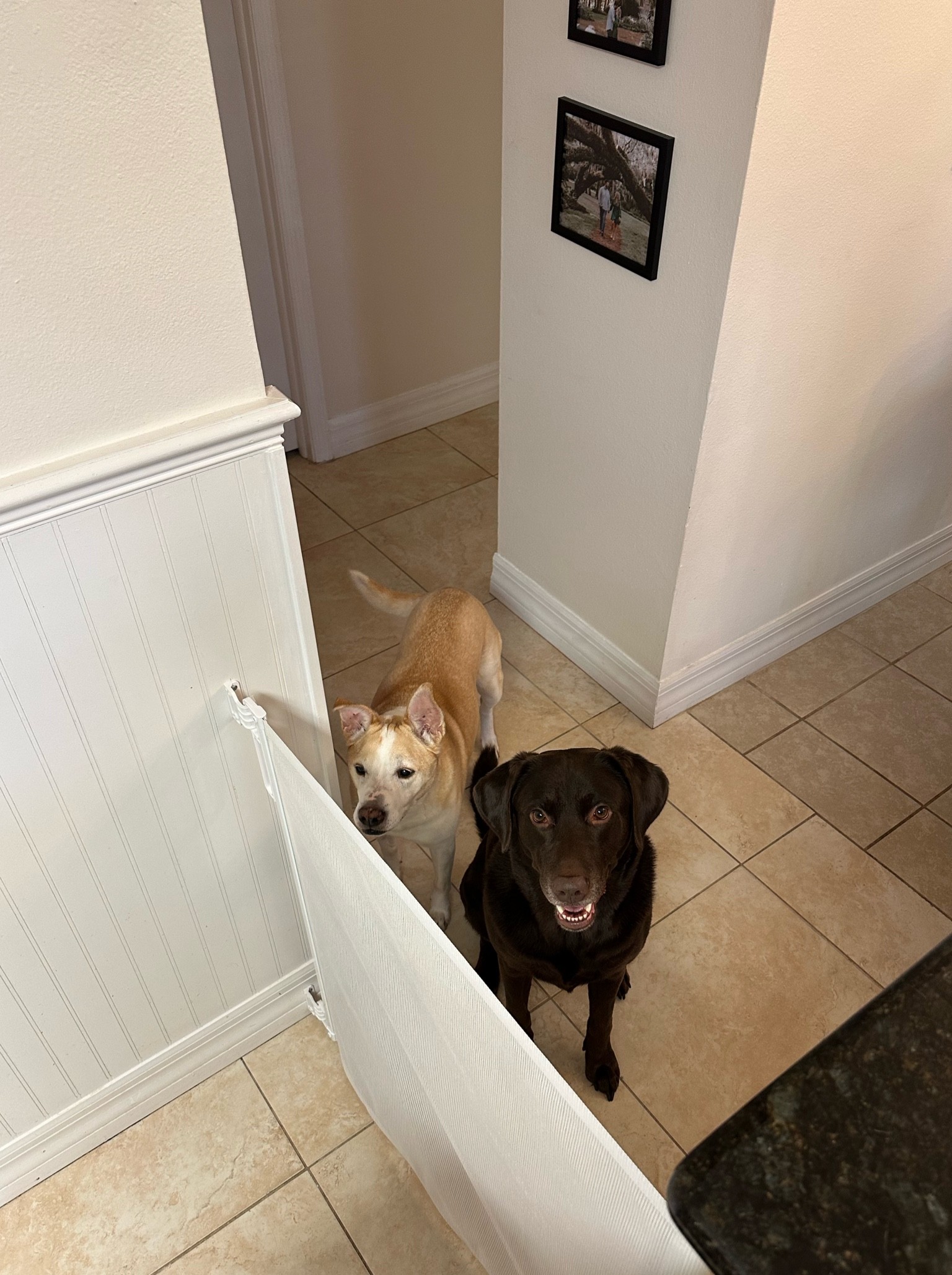 Things that can easily be used for dogs just as much as babies: A Baby gate!

Love this addition in our kitchen area to keep their grubby little paws out and away from the food and cooking going on in the kitchen. We bought a total of 3 of these to encompass our kitchen area in order to keep the kitchen free of extra food traffic during dinner times.

#LTKhome #LTKunder100 #LTKfamily