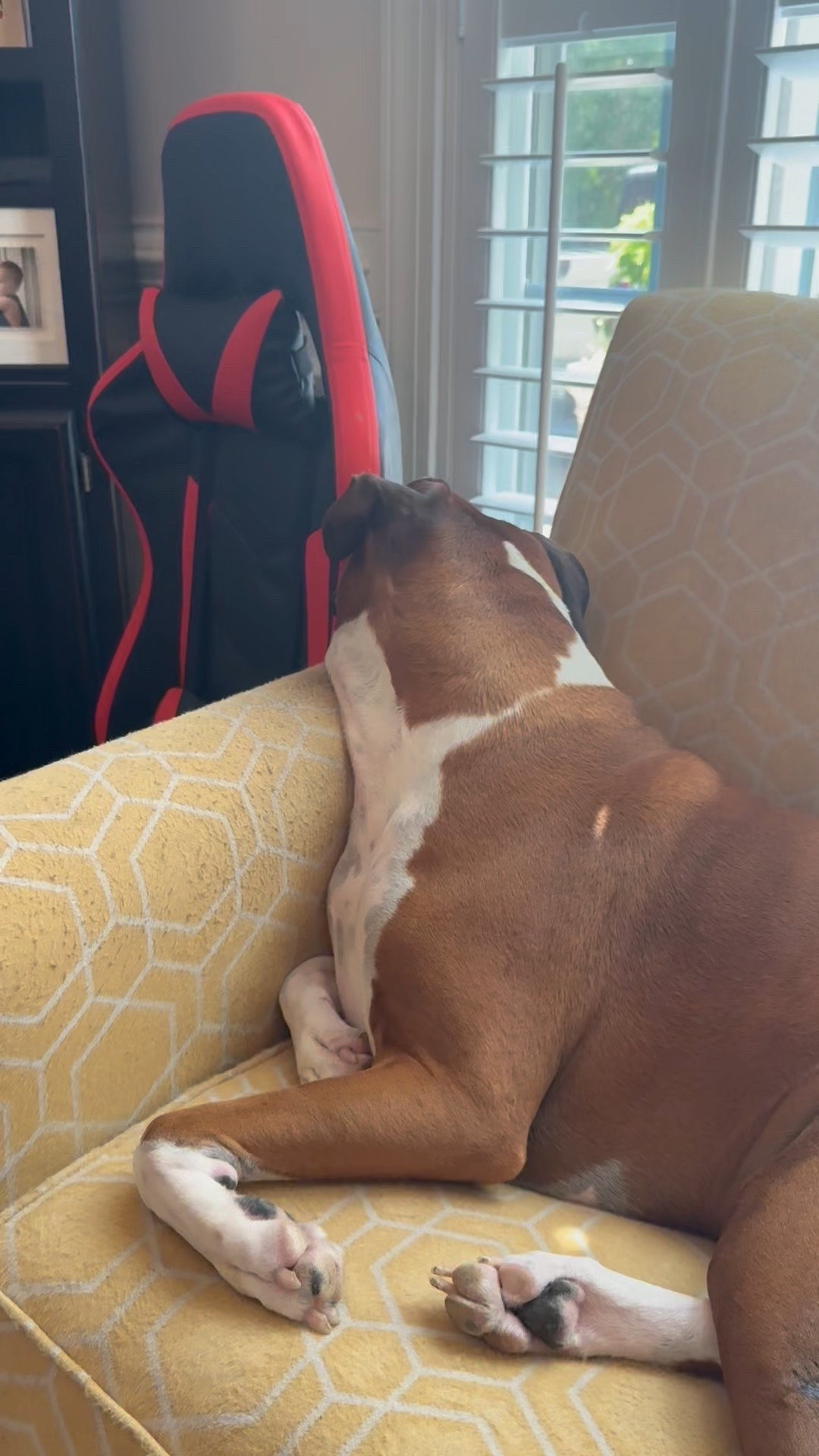 My boxer, Bruno, was growling at my new plants outside! You can see my youngest son’s simulator chair he uses for race car games!

He’s in his stinky chair that no one sits on🤣🤣

#LTKKids #LTKPets #LTKHome